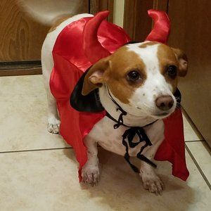 Devil Costume for Dog w Horns  Fits SM to Med Cute